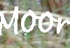 Moor